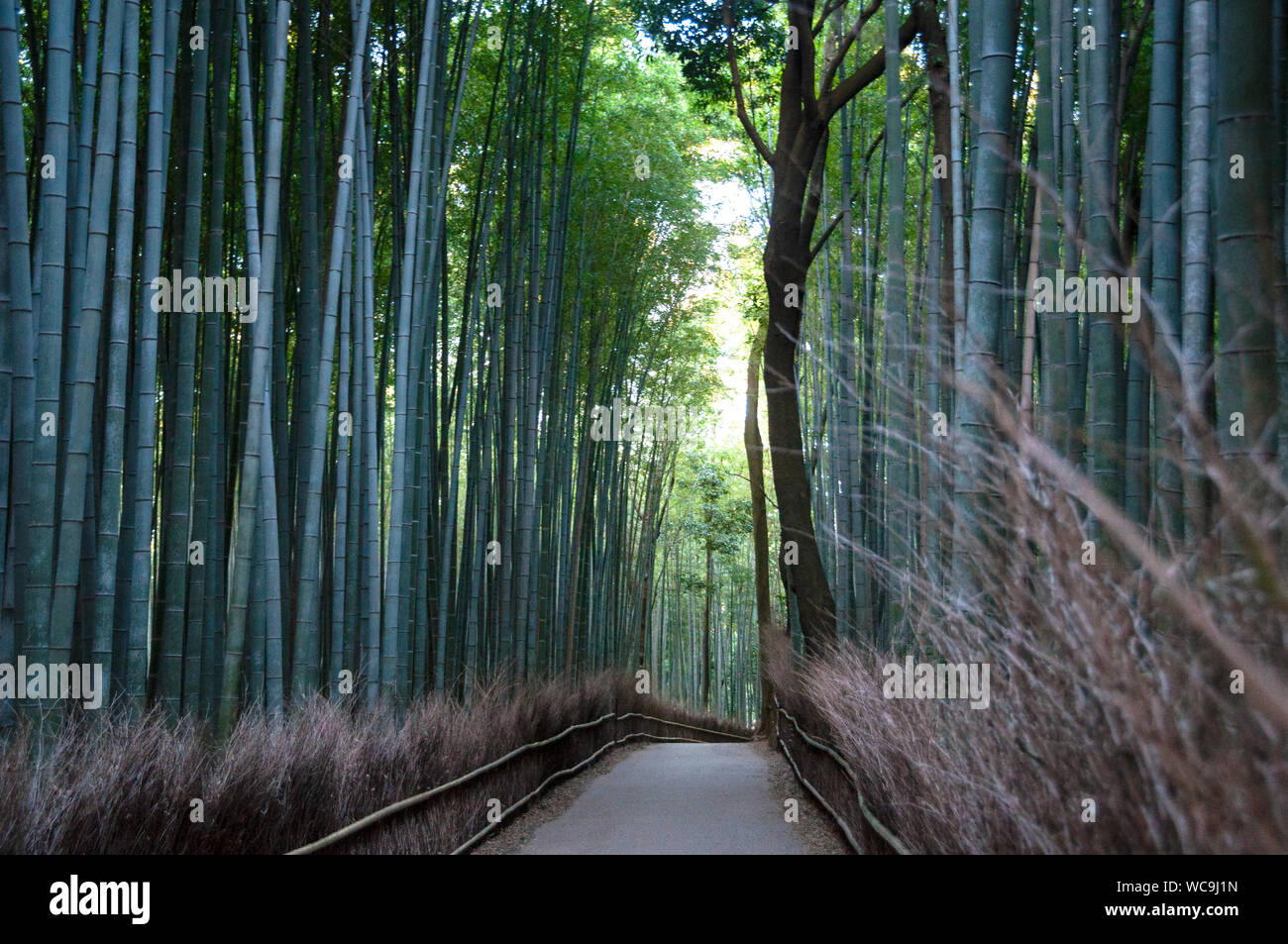 Walkway through the great Arashiyama Bamboo Forest in Kyoto, Japan