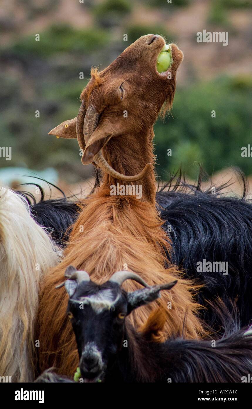 Various Goats Eating Fruits At Field Stock Photo Alamy
