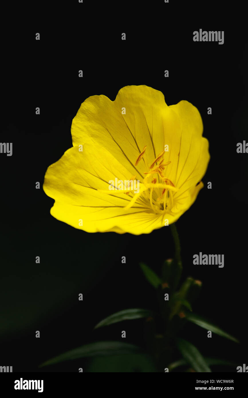 Potentilla - isolated Yellow flower on Black background. Close-up. Copy space Stock Photo