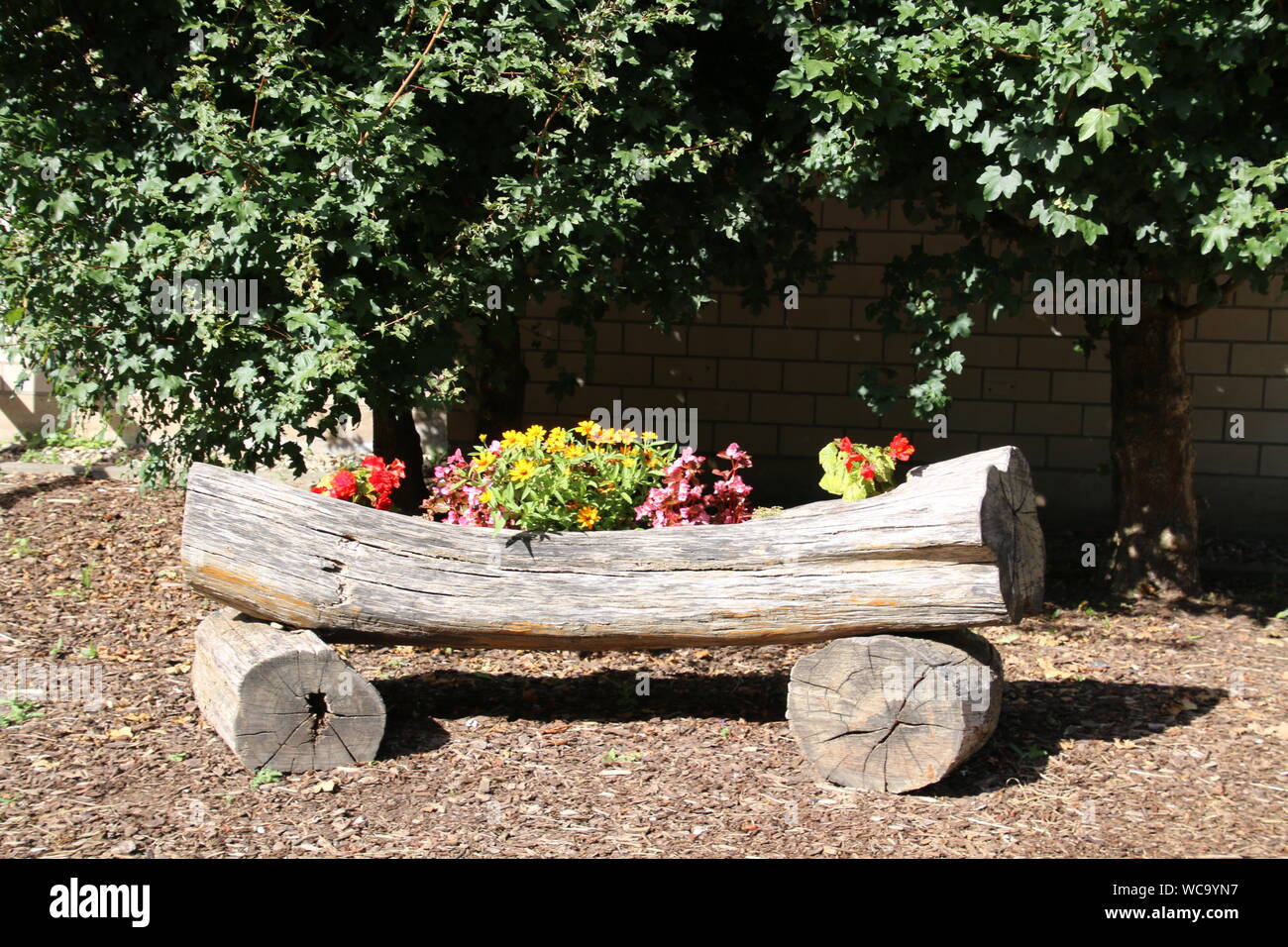 Flowers Growing On Tree Stock Photo Alamy