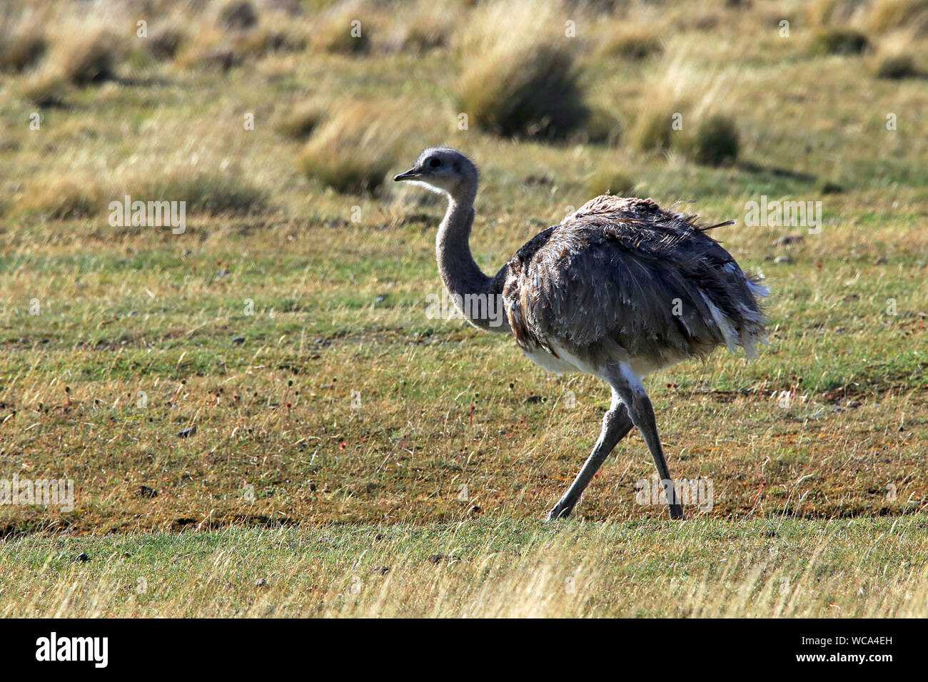 Darwin's Rhea (Rhea pennata) grazing at the side of the road outside Punta Arenas in Chilean Patagonia. Stock Photo