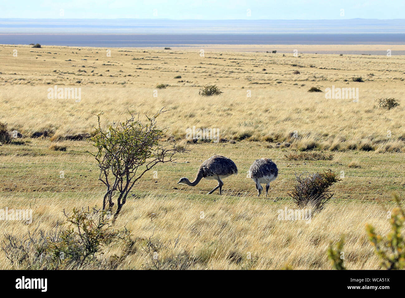 Darwin's Rheas (Rhea pennata) grazing at the side of the road outside Punta Arenas in Chilean Patagonia. Stock Photo