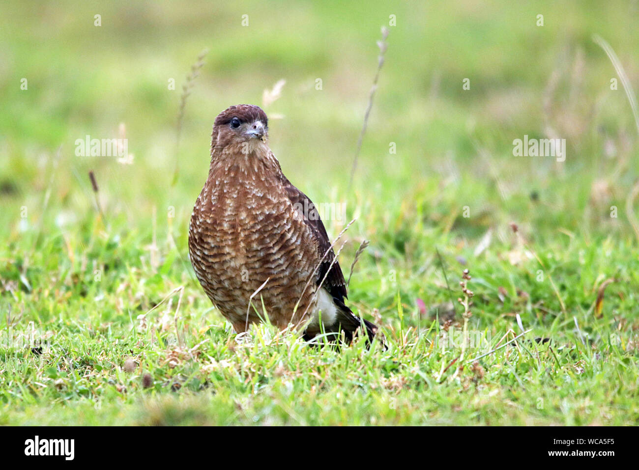 Chimango Caracara (Milvago chimango) resting on the island of Chiloe in the Los Lagos region of Chile. Stock Photo