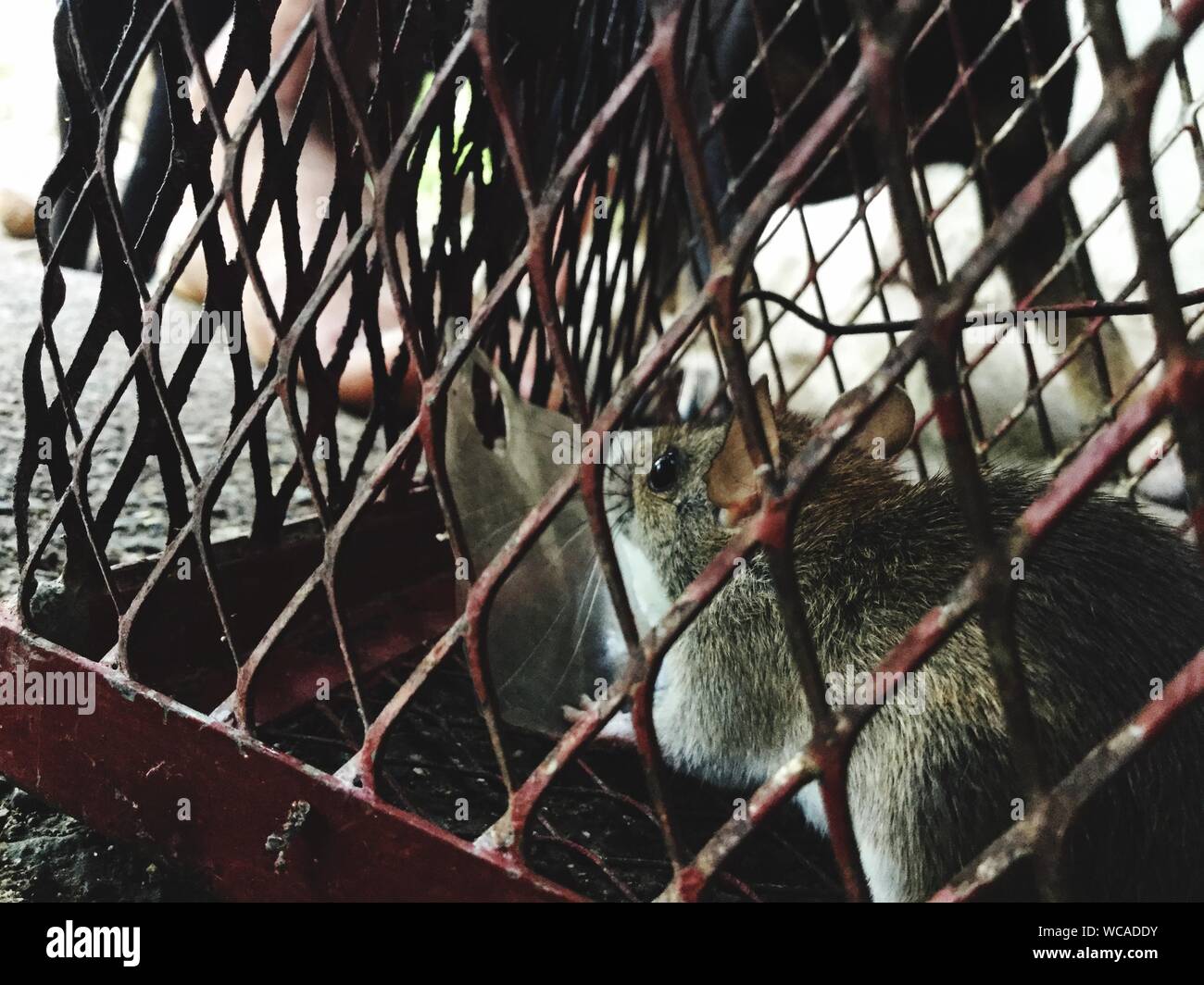 Mouse in cage hi-res stock photography and images - Alamy