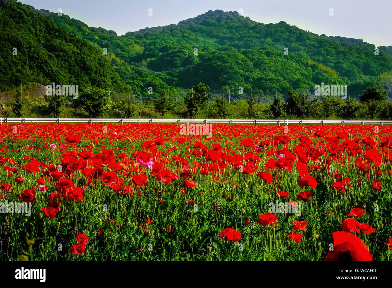 Field Poppy Mountain High Resolution Stock Photography And Images Alamy