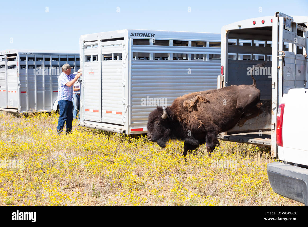 An American bison is released from a quarantine trailer after being  relocated to the Ft. Peck Indian Reservation August 19, 2019 in Fort Peck,  Montana. Fifty-five wild bison were relocated from Yellowstone