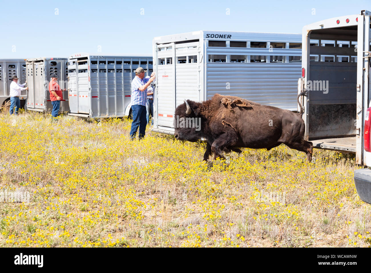 An American bison is released from a quarantine trailer after being relocated to the Ft. Peck Indian Reservation August 19, 2019 in Fort Peck, Montana. Fifty-five wild bison were relocated from Yellowstone to help establish a population of the animals in lands where they once roamed in the millions. Stock Photo