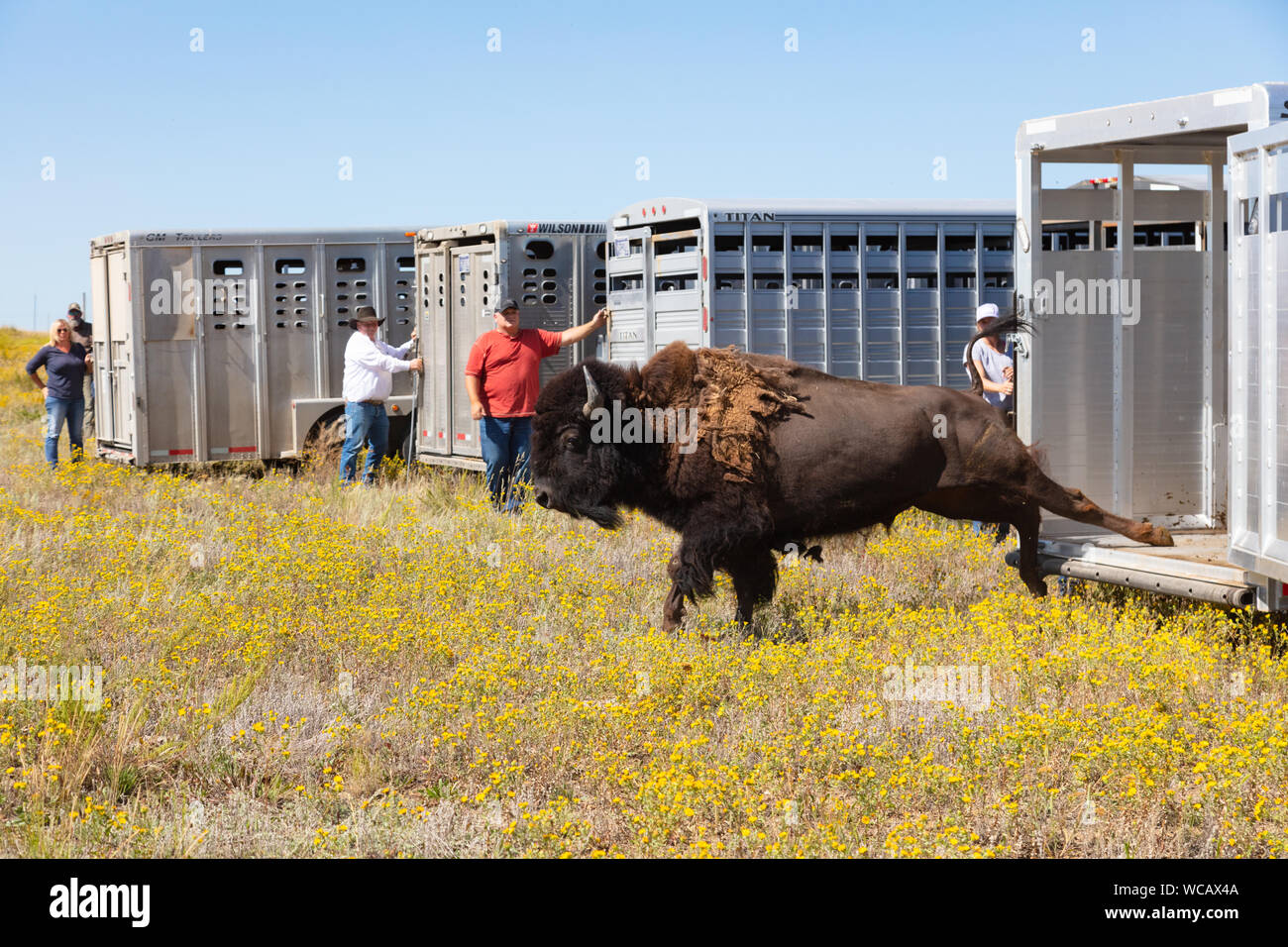 An American bison is released from a quarantine trailer after being relocated to the Ft. Peck Indian Reservation August 19, 2019 in Fort Peck, Montana. Fifty-five wild bison were relocated from Yellowstone An American bison is released from a quarantine trailer after being relocated to the Ft. Peck Indian Reservation August 19, 2019 in Fort Peck, Montana. Fifty-five wild bison were relocated from Yellowstone