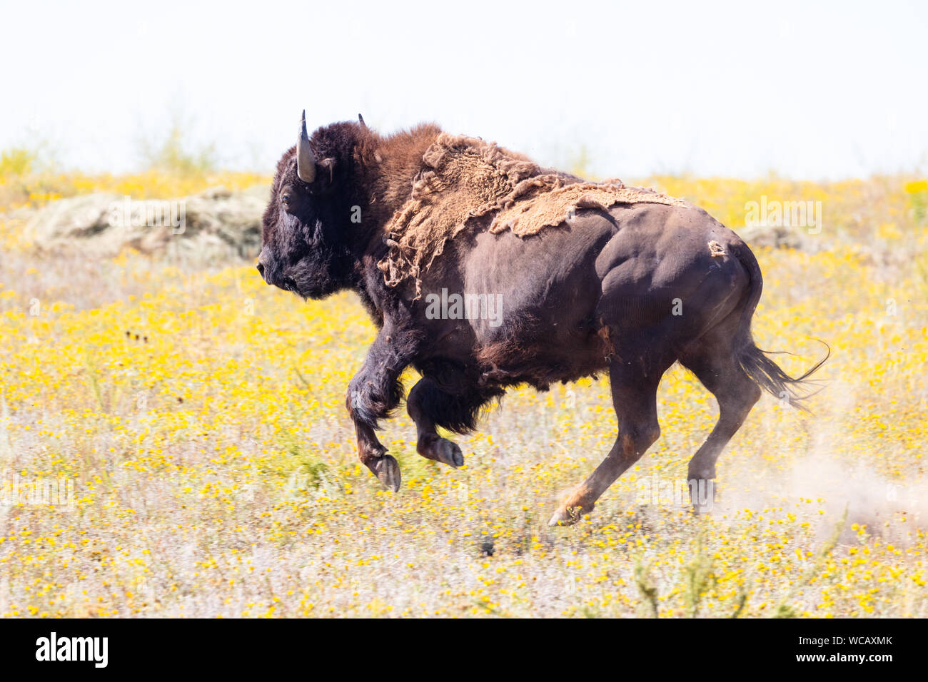 American bison are released from a quarantine trailer after being relocated to the Ft. Peck Indian Reservation August 19, 2019 in Fort Peck, Montana. Fifty-five wild bison were relocated from Yellowstone to American bison are released from a quarantine trailer after being relocated to the Ft. Peck Indian Reservation August 19, 2019 in Fort Peck, Montana. Fifty-five wild bison were relocated from Yellowstone to
