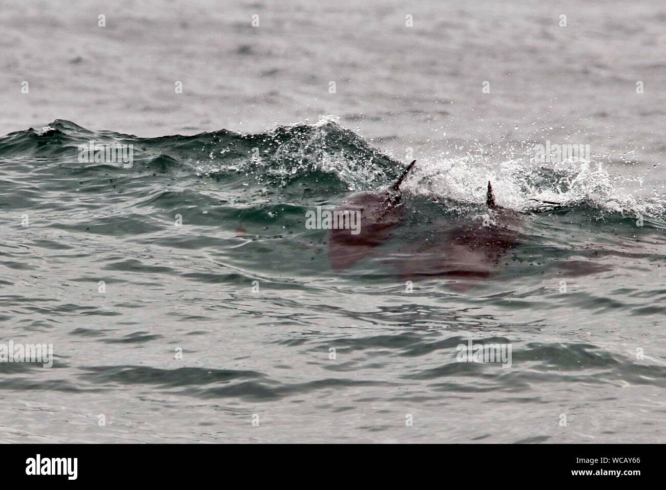 Peale's Dolphins (Lagenorhynchus australis) playing in the waves off a beach in Guabun on the Chilean island of Chiloe in the Los Lagos region. Stock Photo