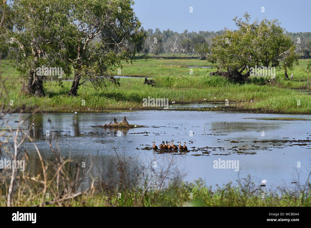 Kakadu National Park Wetland Northern Territory Stock Photo - Alamy