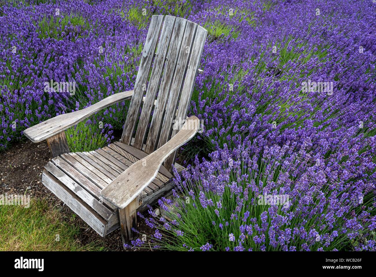 Classic Adirondack style chair in a colorful lavender field. Stock Photo