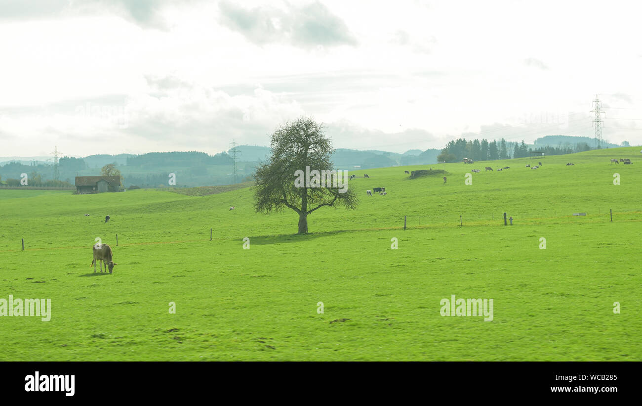 Cows Grazing On Field Against Sky Stock Photo
