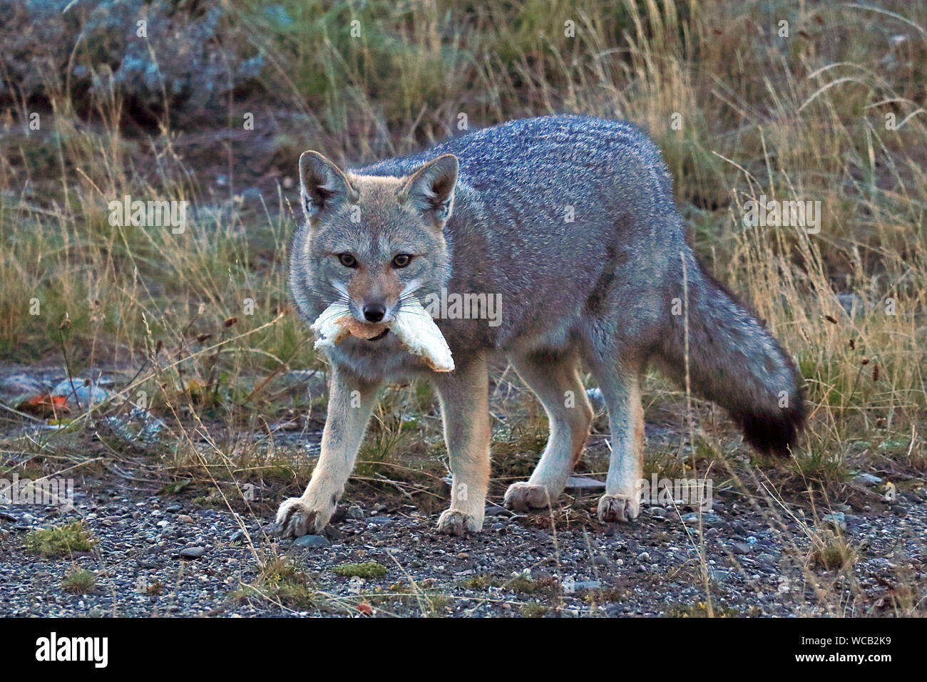 A wild South American Gray Fox scavenges a sandwich at a ferry port in Chilean Tierra del Fuego. Stock Photo