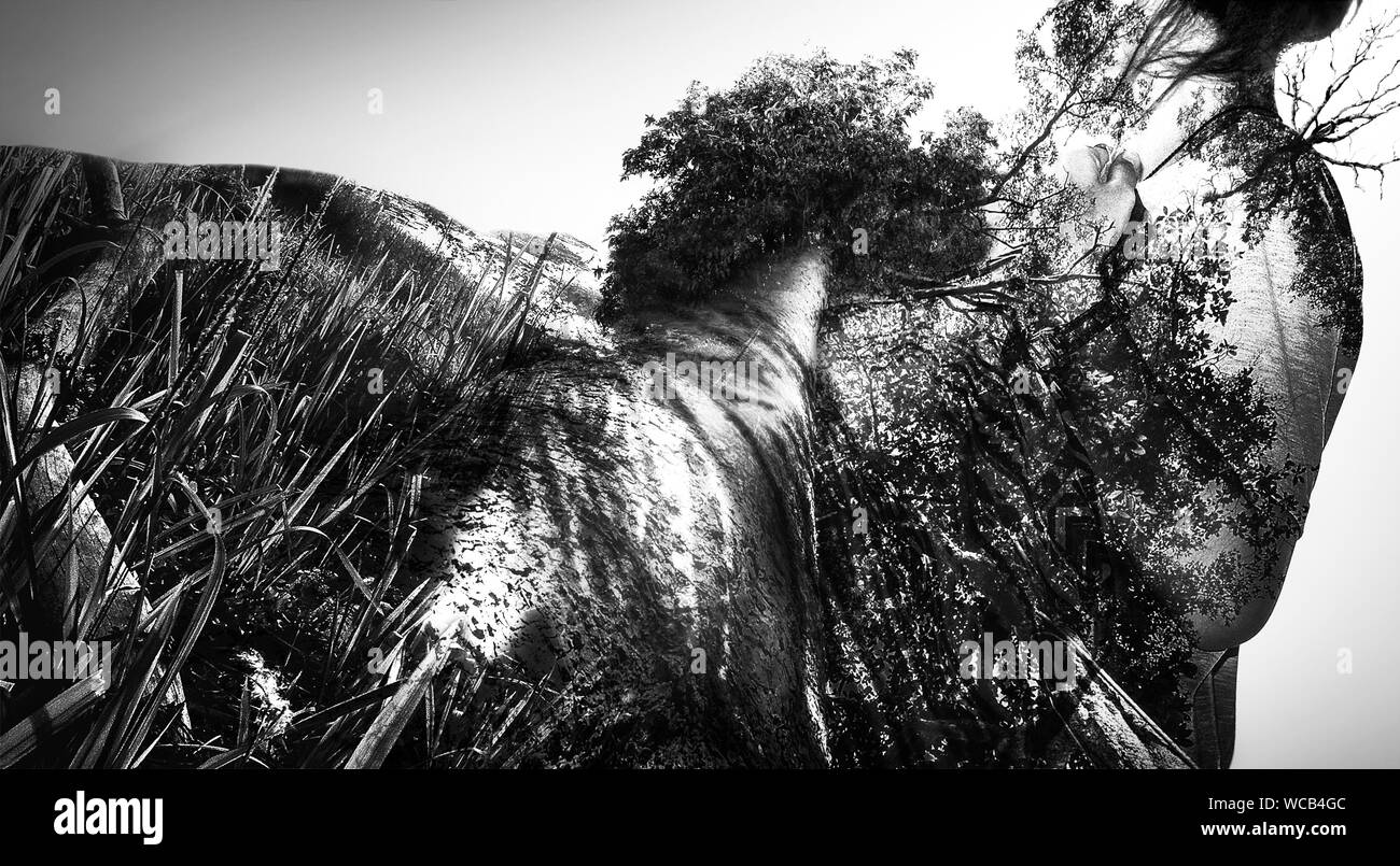 Double Exposure Woman Tree High Resolution Stock Photography and Images ...