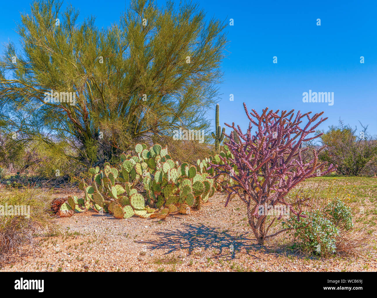 Mesquite tree arizona hires stock photography and images Alamy