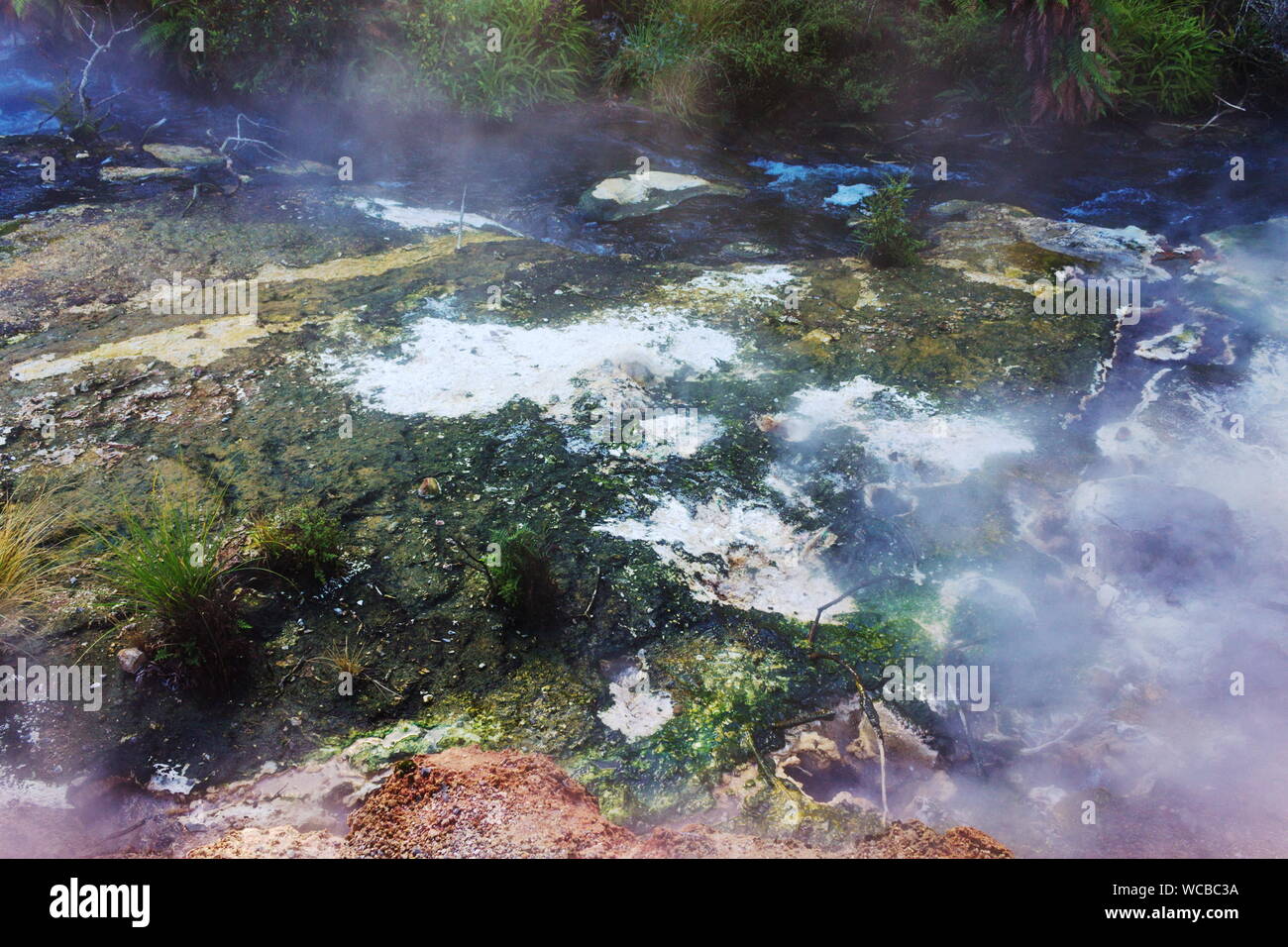 Steam forming over a shallow geothermal spring at Waimangu Volcanic ...