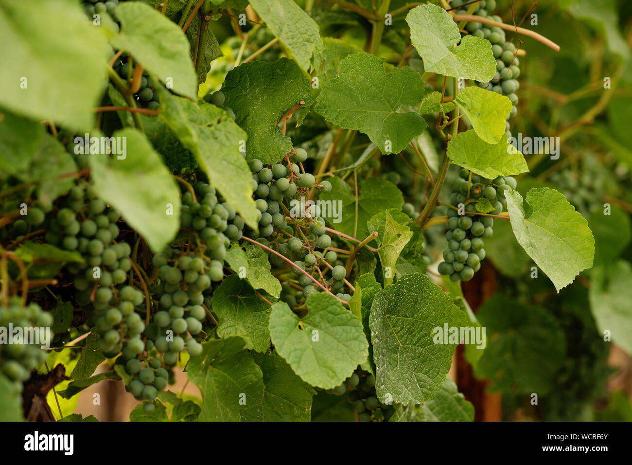 Green grapes growing on grape vines. Unripe, young wine grapes in vineyard, early summer. Bunch of green unripe grapes with leaves. Young branch of gr Stock Photo