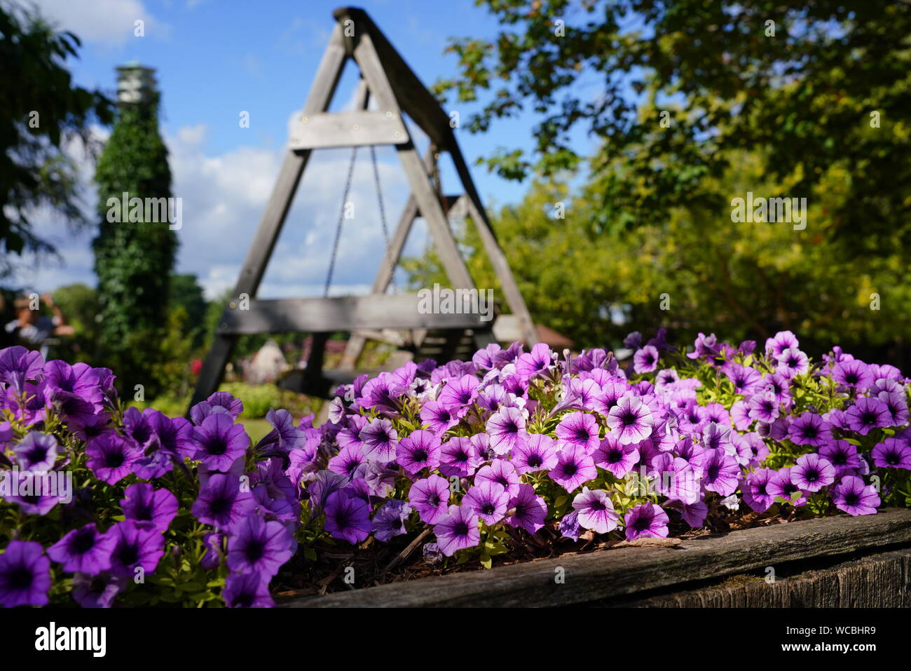 Beautiful Garden of purple flowers glows in the morning sun at Little