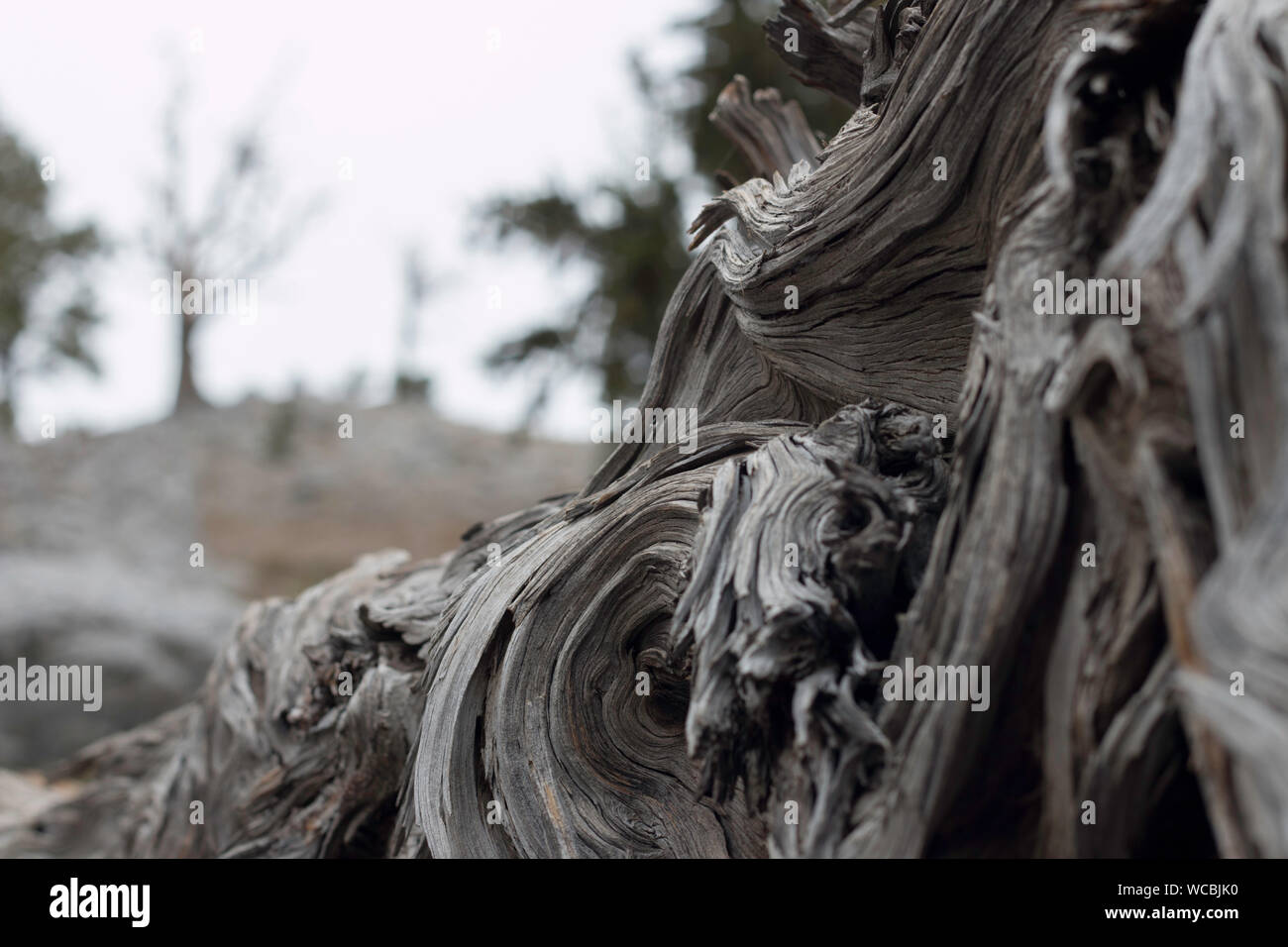 Gnarly stump found on a hike in Mt Charleston Stock Photo