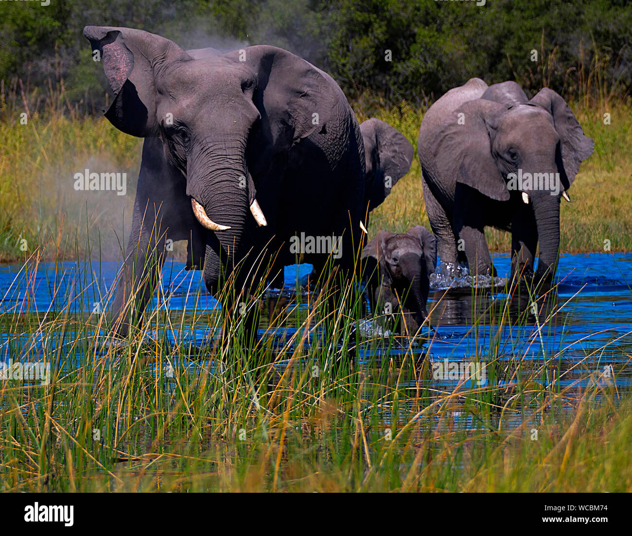 Elephants  are herbivores and live in groups. They have grey skin and differ in the size of their ears and tusks. Stock Photo