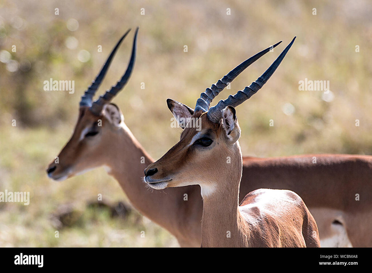 The impala is a medium-sized antelope and the sole member of the genus Aepyceros, This is more common of the 2 species. Stock Photo