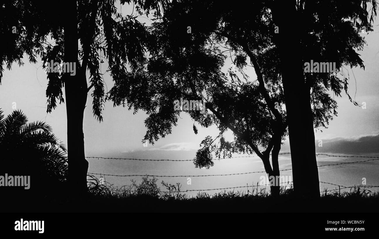 Silhouette trees sunset sunset Black and White Stock Photos & Images ...