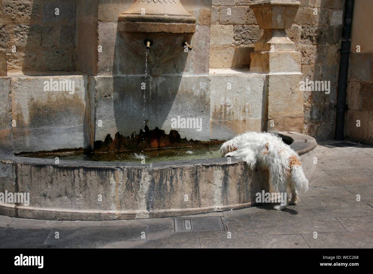 Dog drinking from water fountain hires stock photography and images
