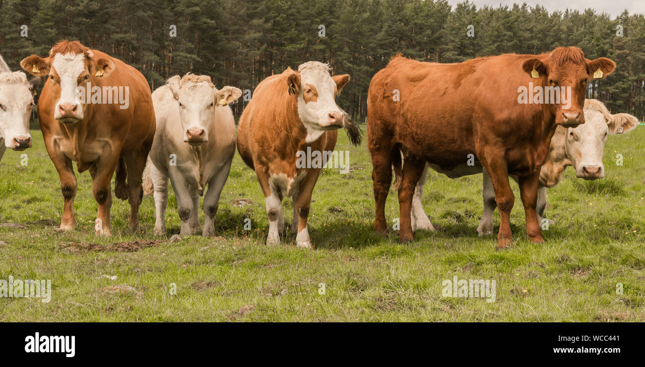 Line of cattle hires stock photography and images Alamy
