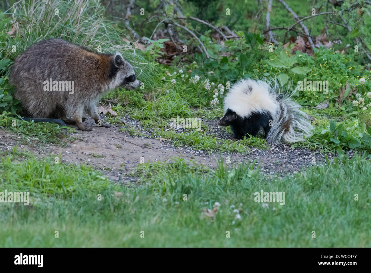 Racoon encounters a skunk whilst feeding in garden Stock Photo