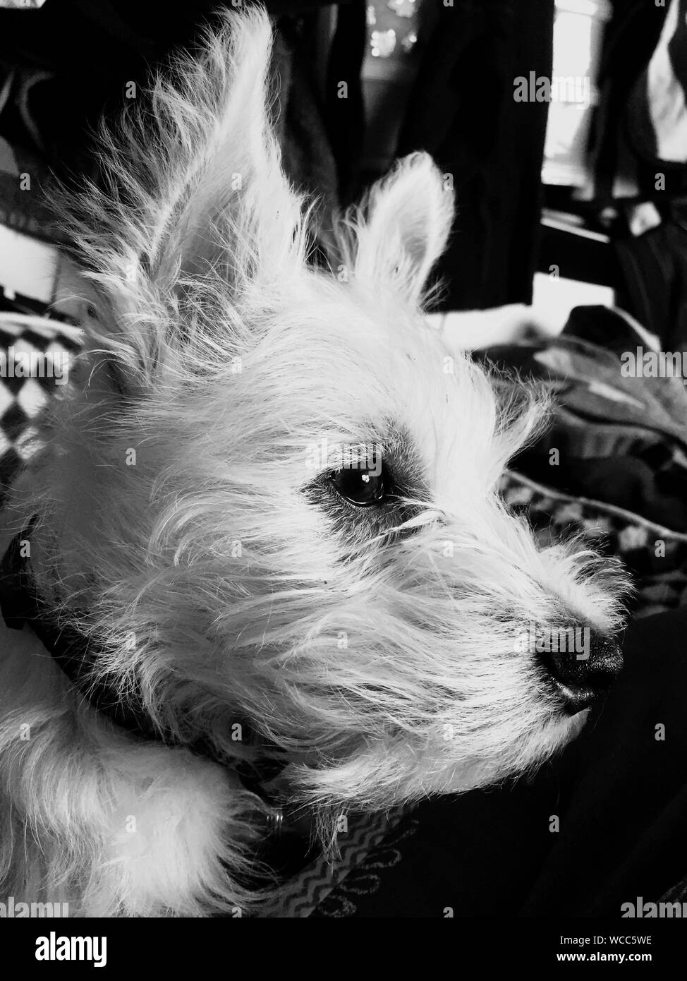 West highland terrier Black and White