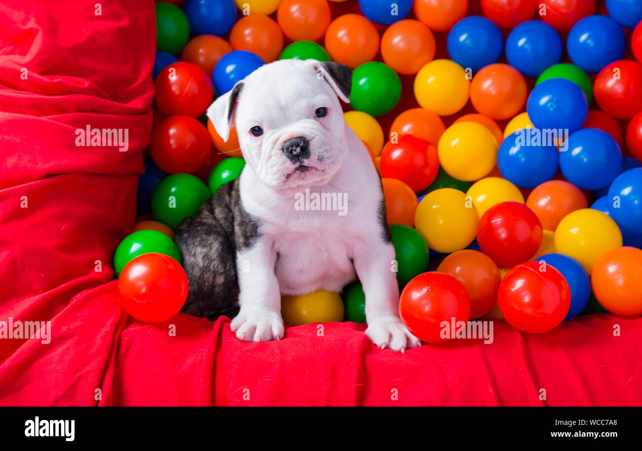 dog ball pool