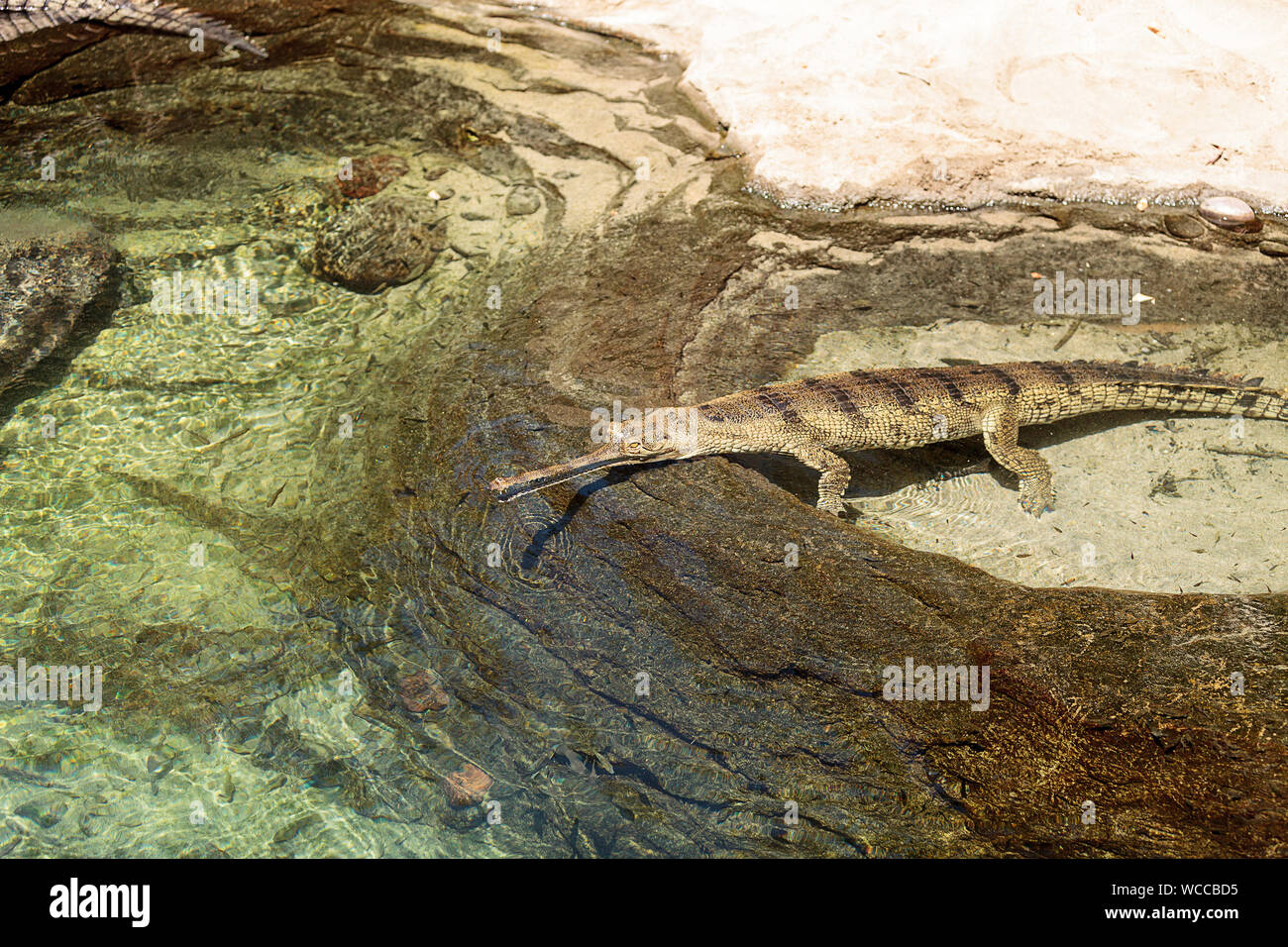 High Angle View Of Gharial Swimming In Lake Stock Photo