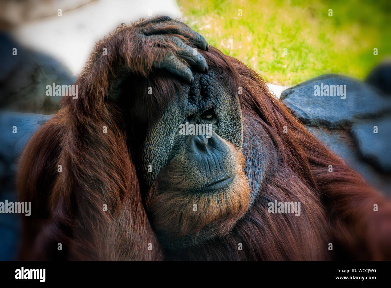 Close-up Of An Orangutang Stock Photo
