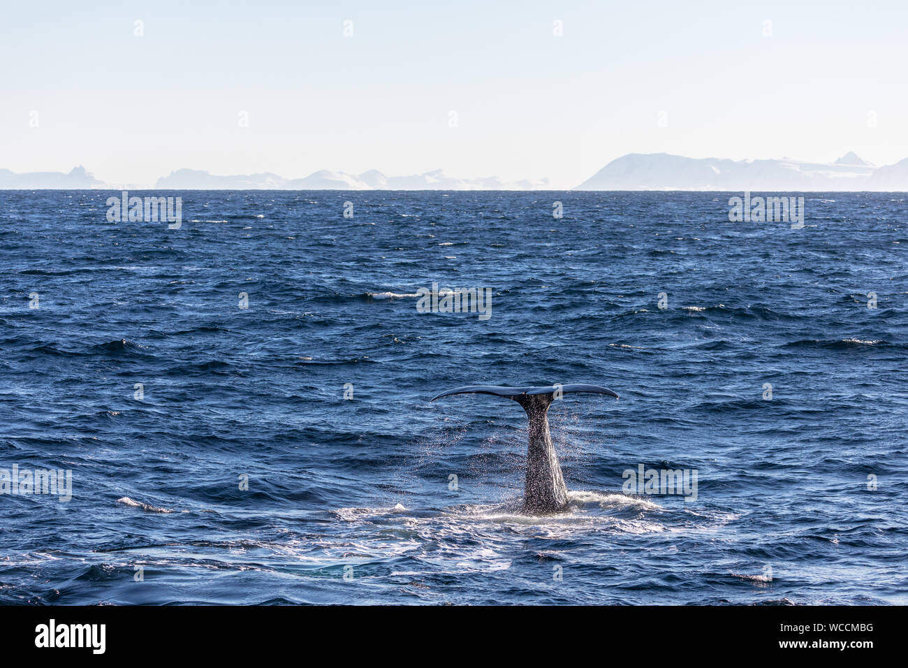 Tail of the whale hi-res stock photography and images - Alamy