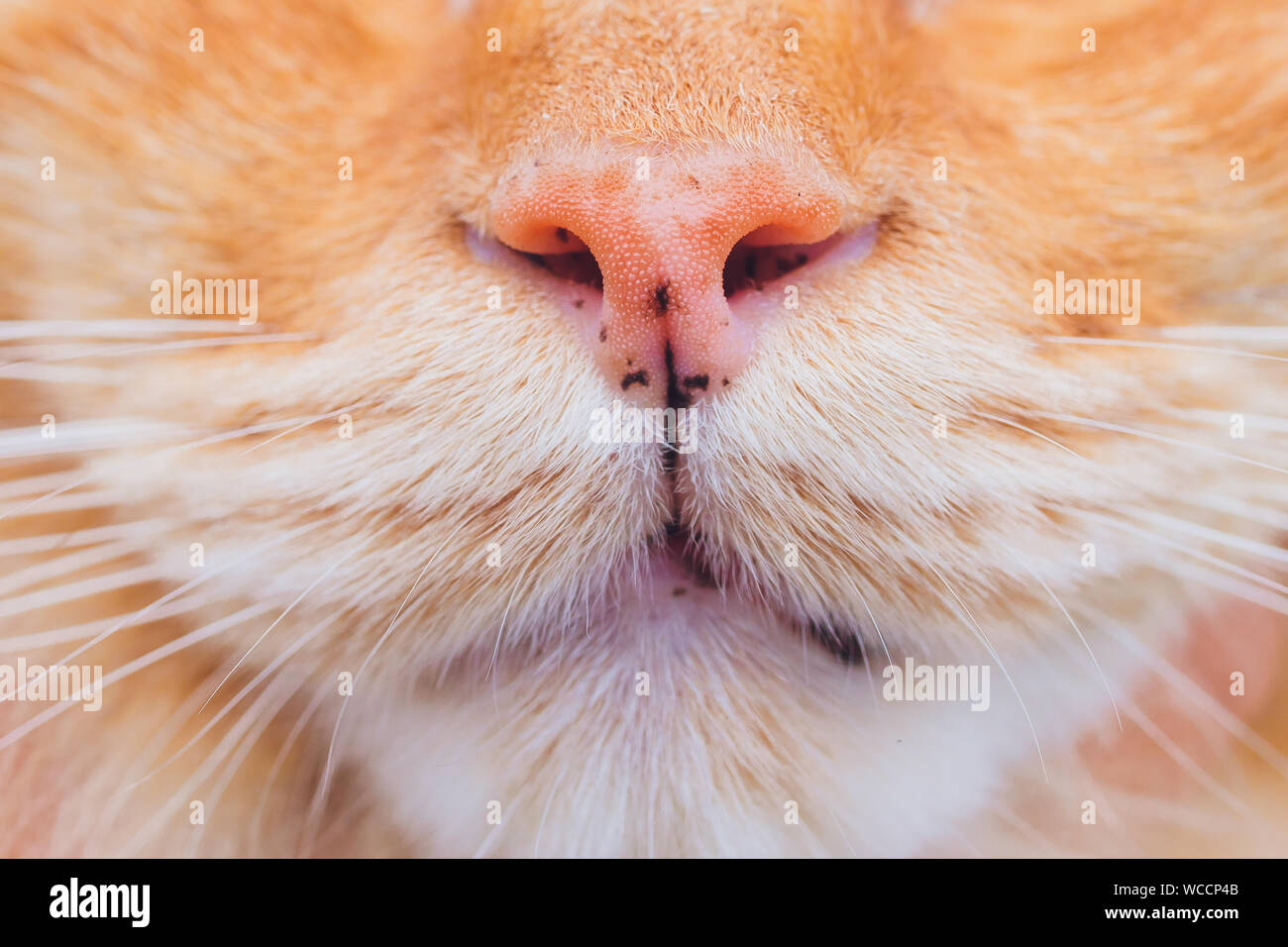 Macro Of The Pink Cat Nose And Hair Around The Nose Selective