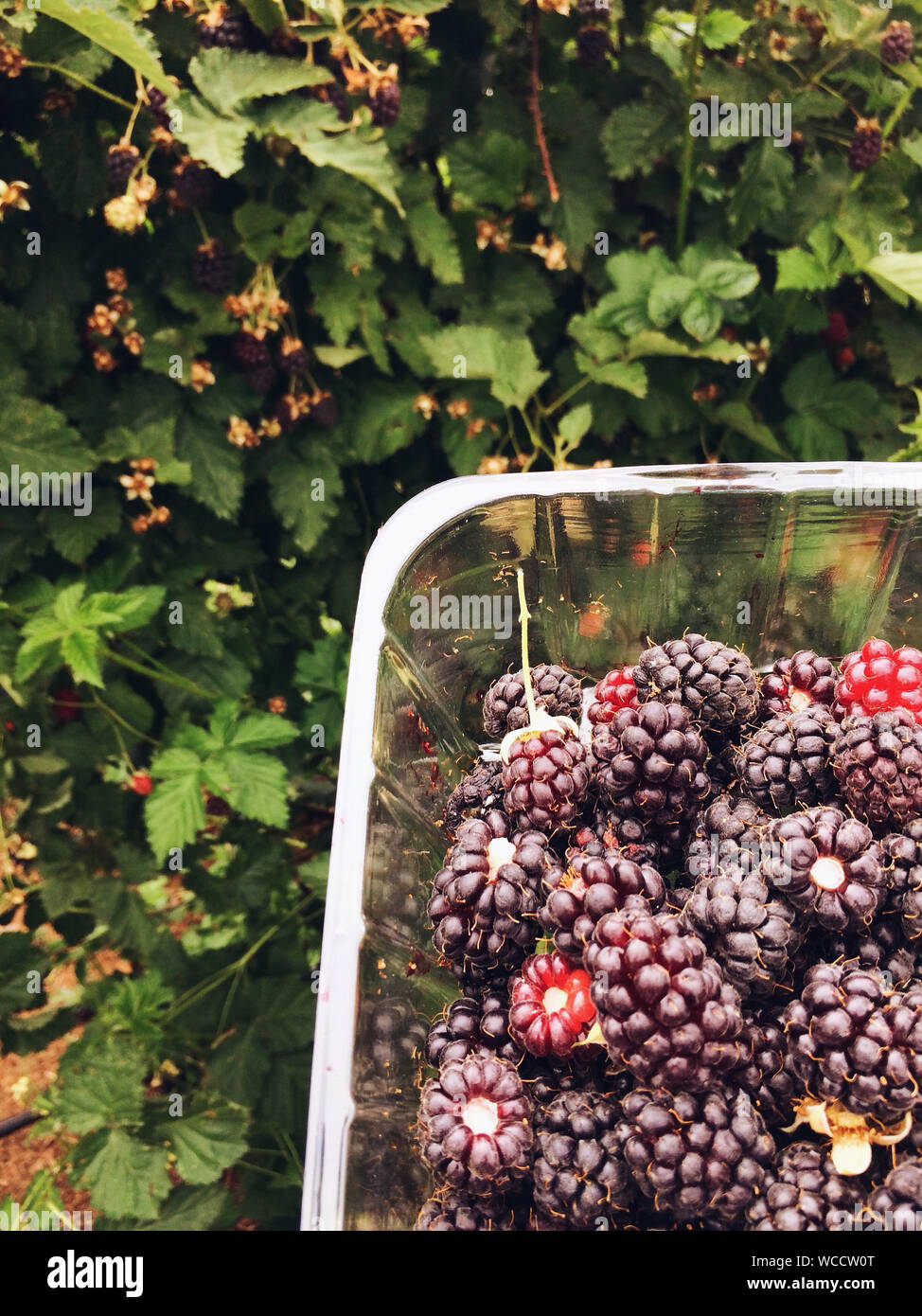 Container of blackberries hires stock photography and images Alamy