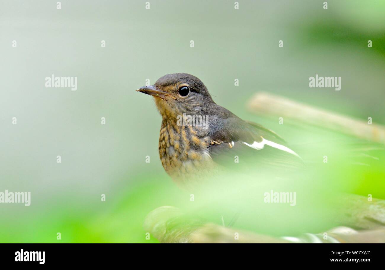 Oriental Magpie Robin Juvenile /Copsychus saularis Stock Photo