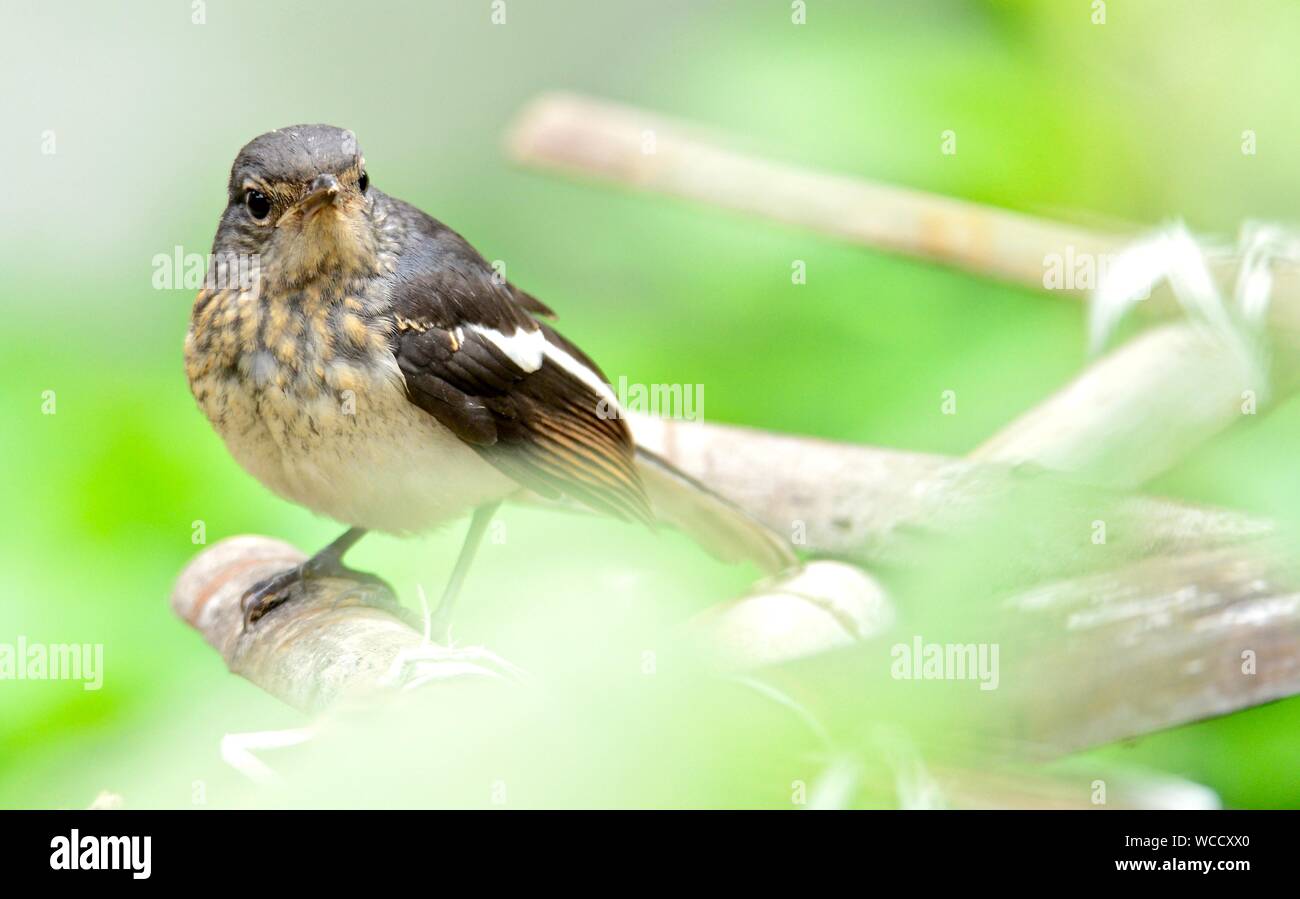 Oriental Magpie Robin Juvenile /Copsychus saularis Stock Photo