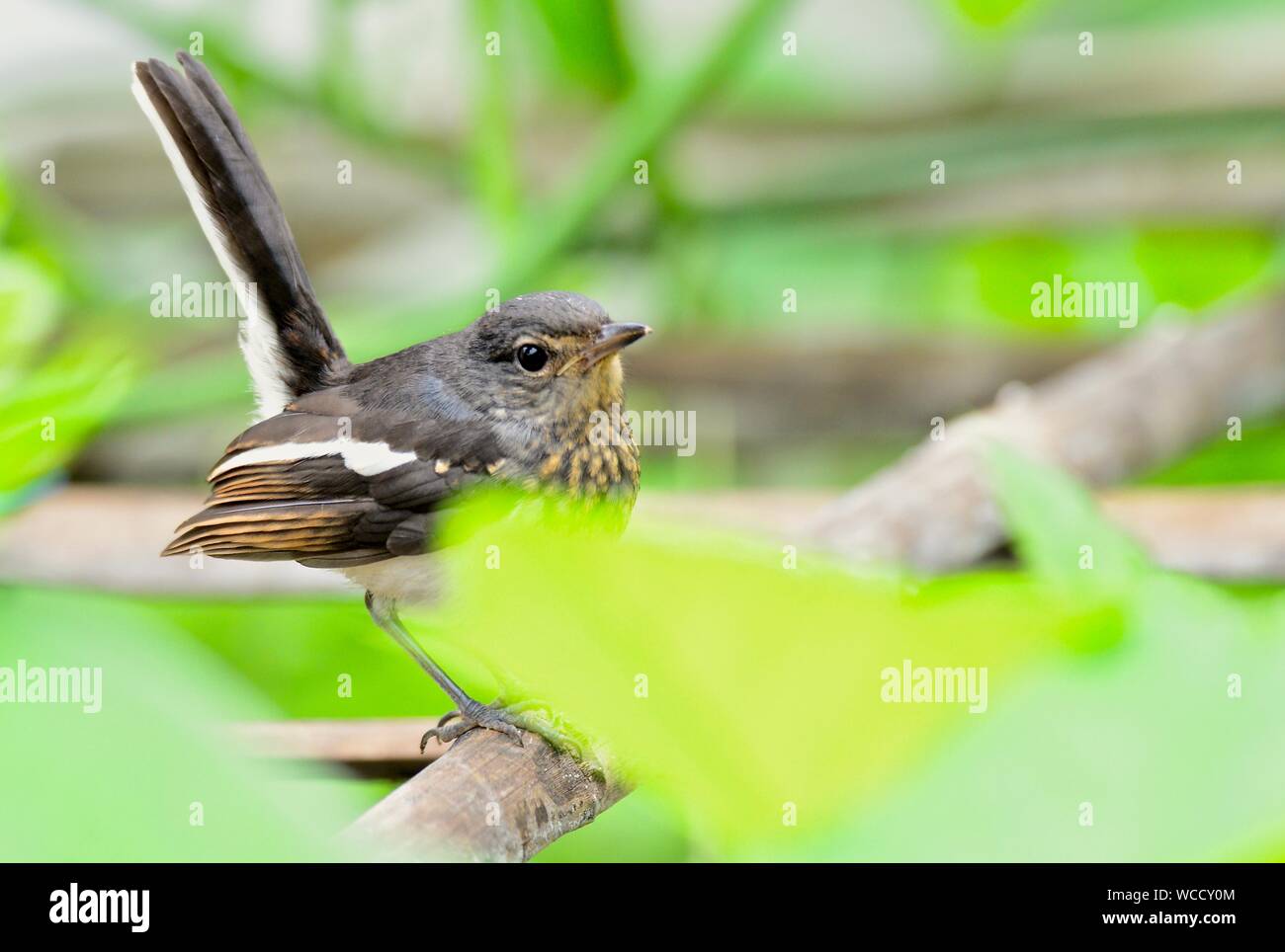 Oriental Magpie Robin Juvenile /Copsychus saularis Stock Photo