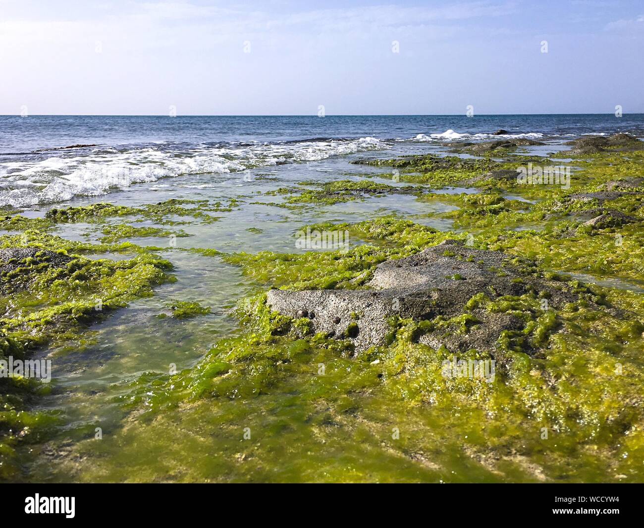 Seaweed growing on the rocks hi-res stock photography and images - Alamy