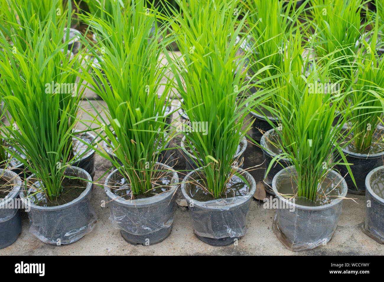 View Of Potted Plants Stock Photo