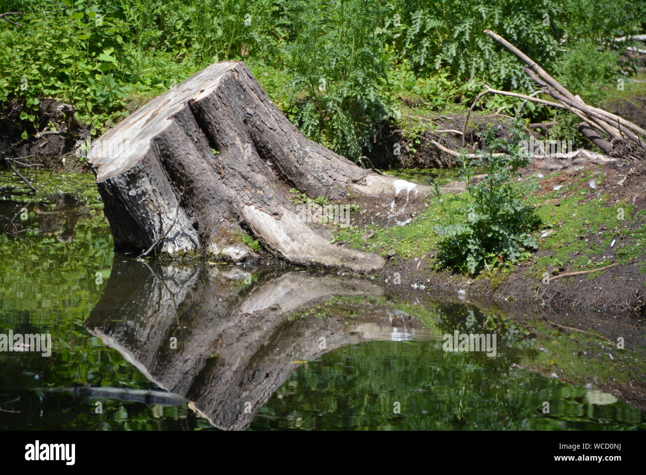 Tree Stump By Pond At Forest Stock Photo Alamy