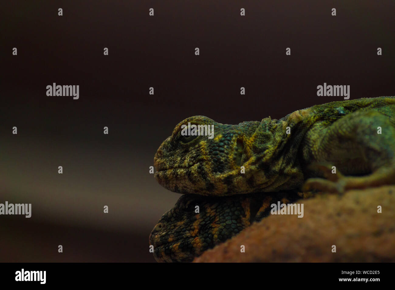 Close-up Of Chameleons On Rock Stock Photo