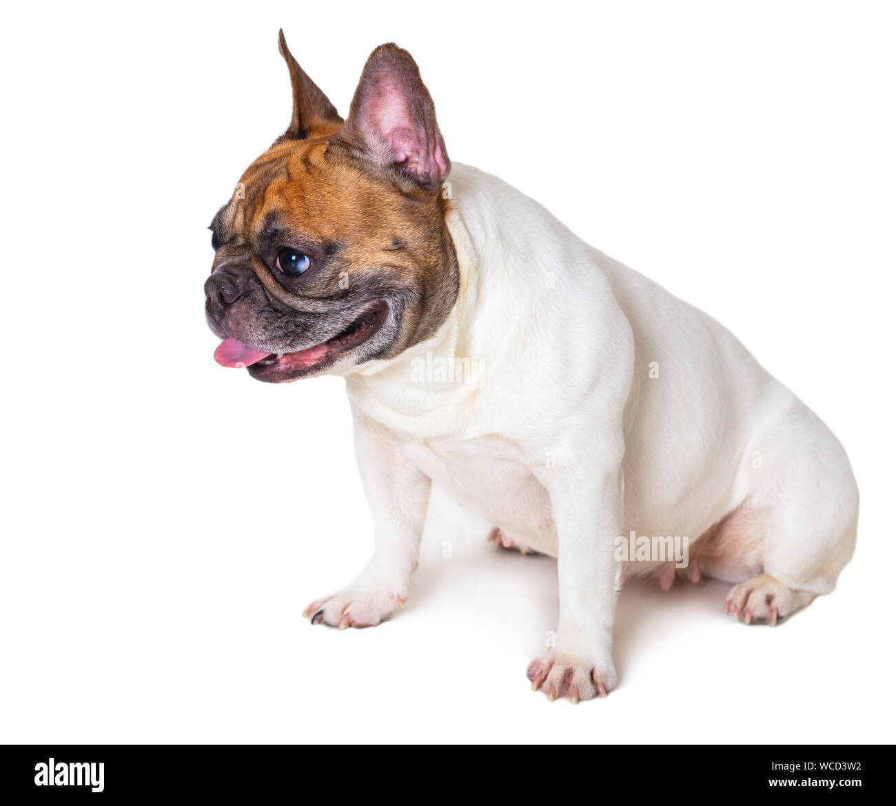 french bulldog breed dog on white isolated background Stock Photo