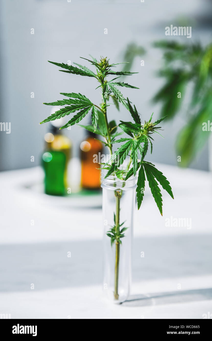 Cannabis leaf and bush in vitro. Cannabis cultivation concept for oil, medical purposes. Stock Photo