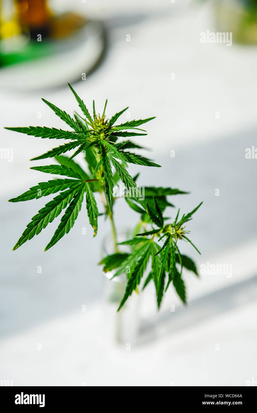 Cannabis leaf and bush in vitro. Cannabis cultivation concept for oil, medical purposes. Stock Photo