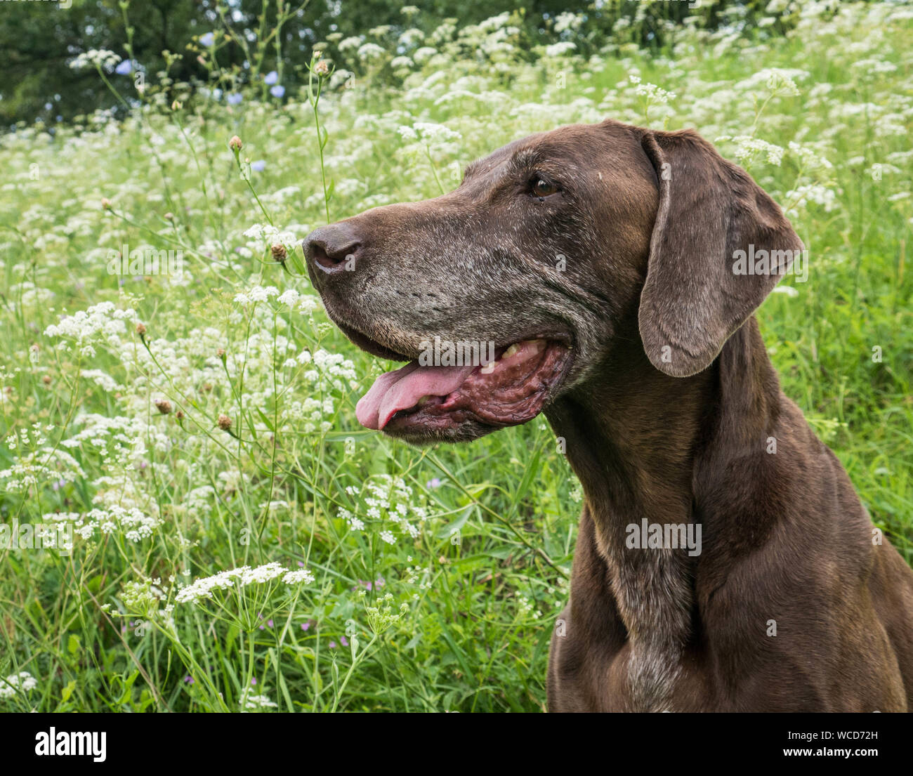 German Short-haired Pointer On Field Stock Photo