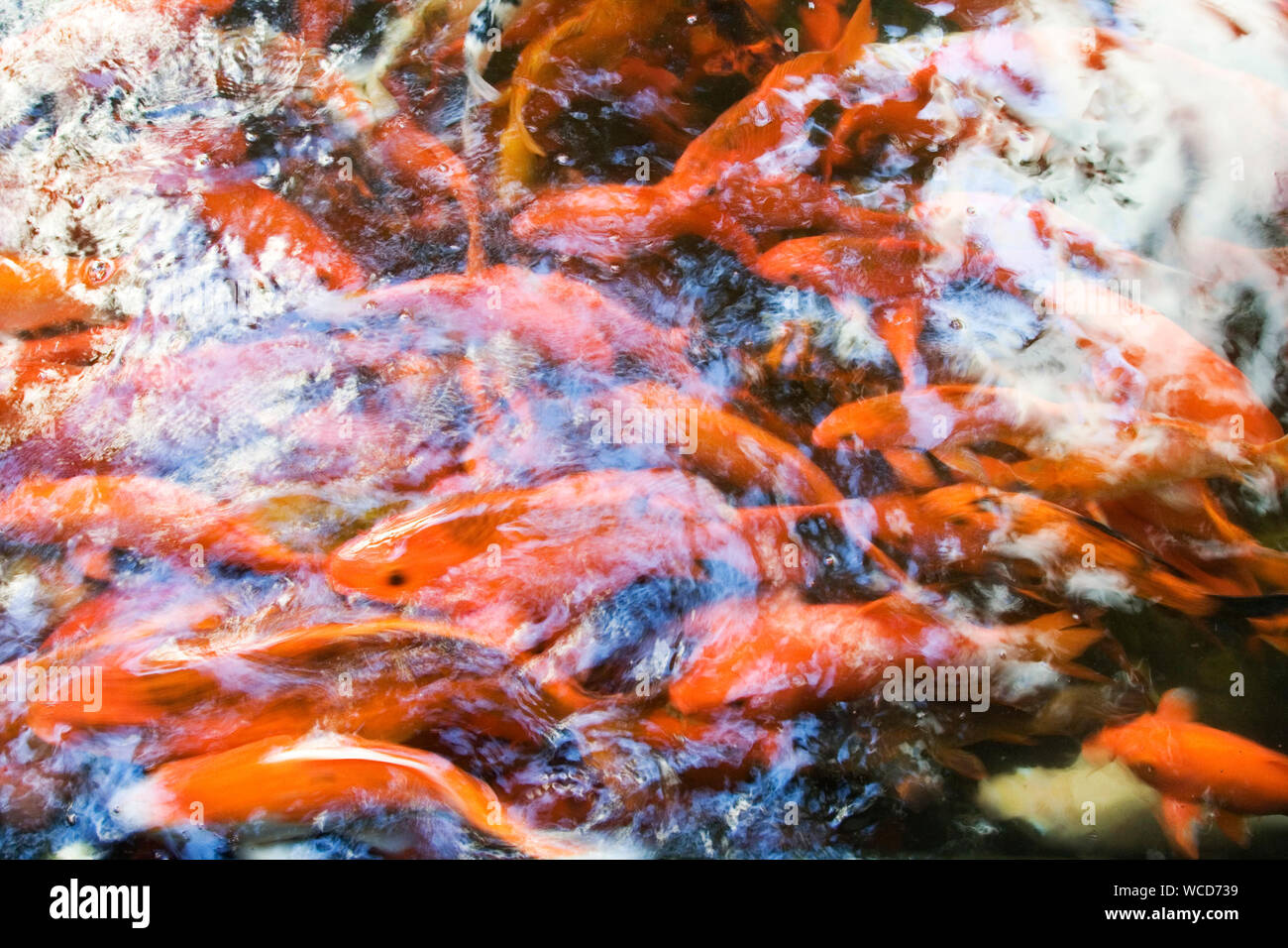 Goldfish Pond Not Koi High Resolution Stock Photography and Images - Alamy