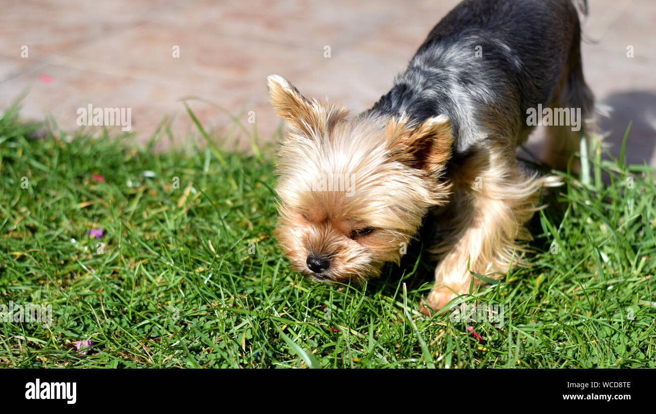 Why Does My Dog Smell Like Grass